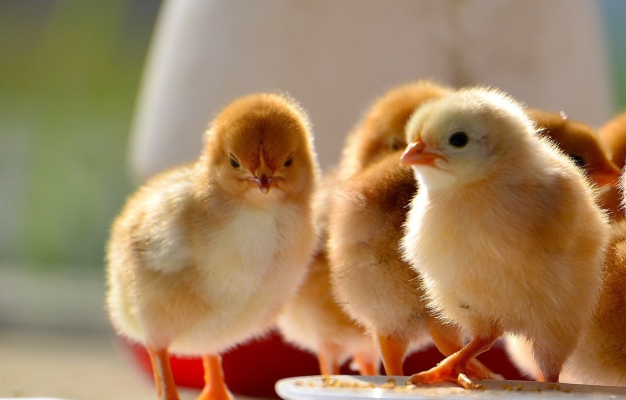 赤峰賣寵物小雞電話號碼多少-第1張圖片