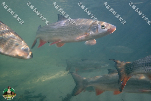 赤峰玉龍魚垂釣基地電話號碼-第1張圖片