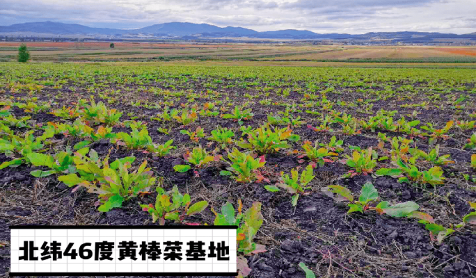 赤峰紅廟子養(yǎng)殖基地電話號(hào)碼-第1張圖片