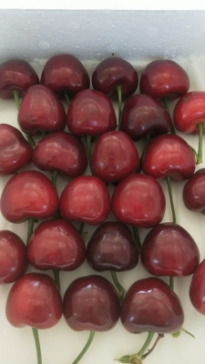 赤峰水果櫻桃種植基地電話號碼-第1張圖片