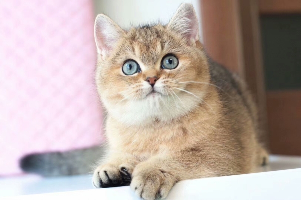 赤峰定制貓舍電話多少號-第1張圖片