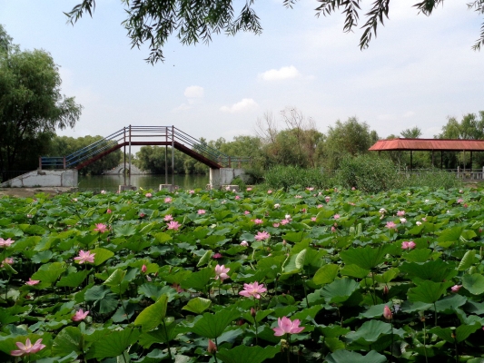赤峰長(zhǎng)青公園旱冰場(chǎng)電話號(hào)碼-第1張圖片