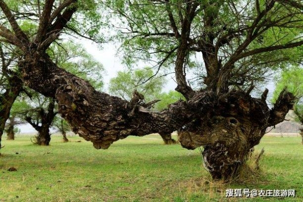 赤峰緣逸農(nóng)莊電話號(hào)碼查詢-第1張圖片