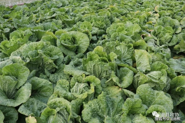 滑縣到赤峰直通車電話號碼-第1張圖片