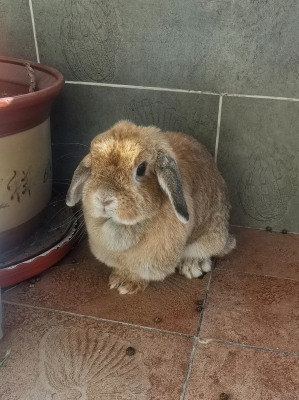 赤峰兔唇理發(fā)師招聘電話號碼-第1張圖片