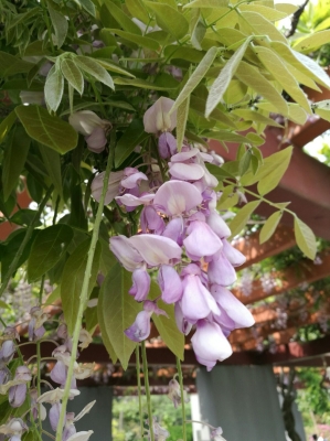 赤峰紫騰賓館電話號(hào)碼多少-第1張圖片