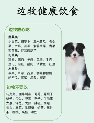 赤峰領(lǐng)養(yǎng)邊牧狗狗電話(huà)號(hào)碼-第1張圖片