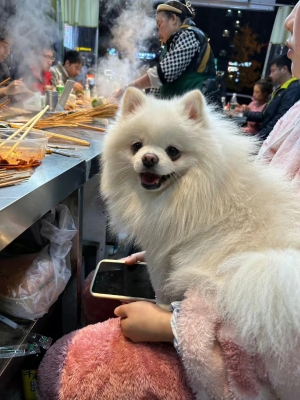 赤峰狗狗代養(yǎng)中心電話地址查詢-第1張圖片