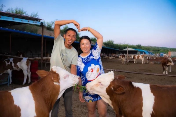 赤峰大鵝買賣電話號碼多少-第1張圖片