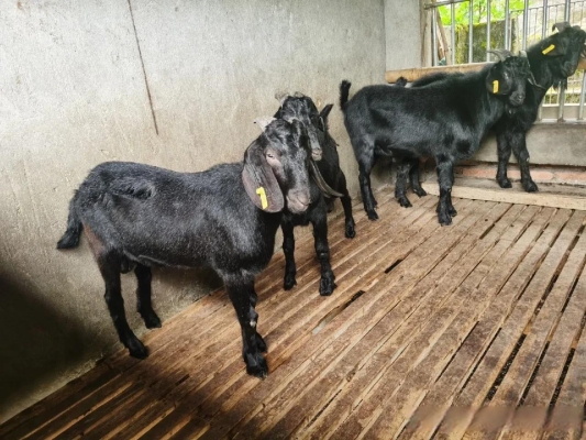 赤峰白沙福種羊基地電話號(hào)碼-第1張圖片