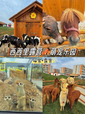 赤峰萌寵寵物樂園電話地址查詢-第1張圖片