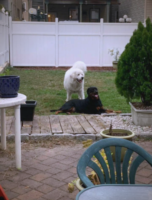 赤峰大白熊犬出售電話號碼-第1張圖片