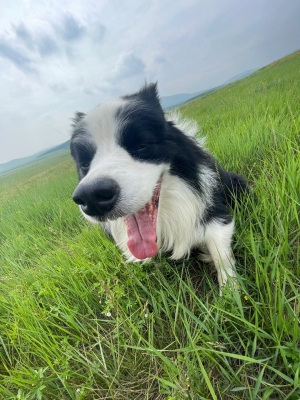 赤峰售賣大狗的地方電話號(hào)碼-第1張圖片