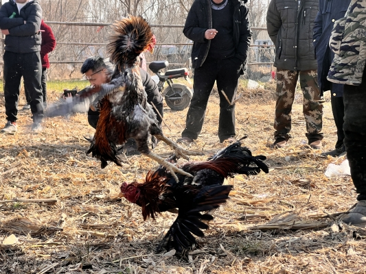赤峰寵物斗牛場(chǎng)地址電話號(hào)碼-第1張圖片