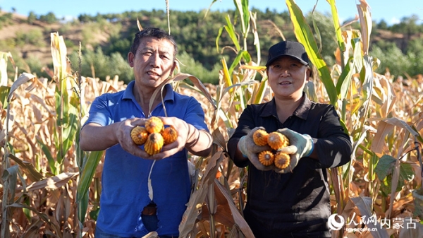 赤峰市玉米銷售電話地址查詢-第1張圖片