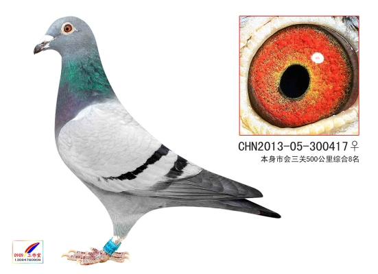 赤峰賣活鴿子電話號(hào)碼多少-第1張圖片