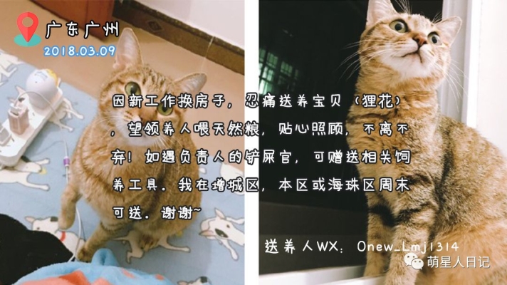 赤峰免費(fèi)領(lǐng)養(yǎng)寵物店電話號(hào)碼-第1張圖片