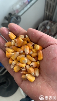 赤峰市玉米收購單位電話號碼-第1張圖片