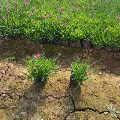 赤峰歐石竹種植基地電話號碼-第1張圖片