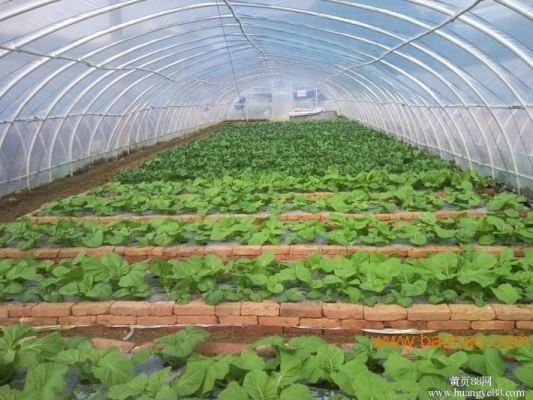 赤峰蔬菜大棚蔬菜批發(fā)電話號碼-第1張圖片