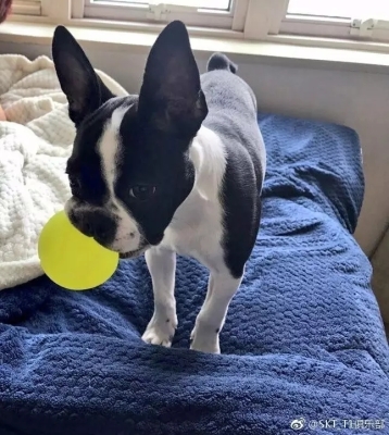 赤峰大奇寵物會(huì)所電話(huà)地址查詢(xún)-第1張圖片