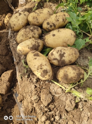 赤峰招種洋蔥人員電話查詢號碼-第1張圖片