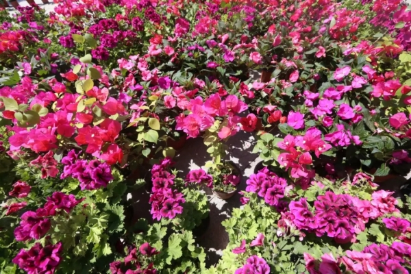 赤峰卡爾希樂園電話多少號-第1張圖片