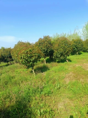 赤峰樹苗基地-第1張圖片