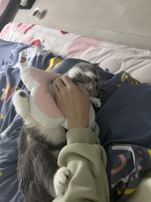 赤峰市母貓絕育醫(yī)院電話號碼-第1張圖片