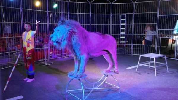 皇家馬戲赤峰店電話號碼-第1張圖片