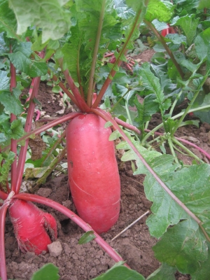 赤峰紅皮蘿卜種植基地電話號碼-第1張圖片