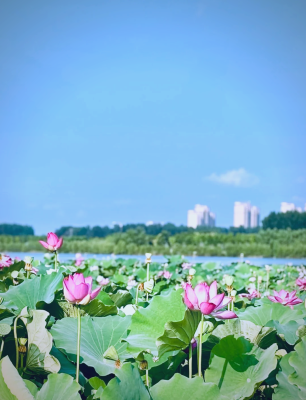 赤峰新井荷花池社區(qū)電話號碼-第1張圖片