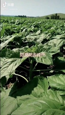 赤峰市葵花收購(gòu)電話地址查詢-第1張圖片