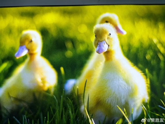 赤峰養(yǎng)鴨子基地電話地址查詢-第1張圖片