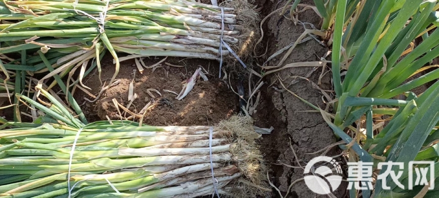 內(nèi)蒙赤峰收購大蔥電話號碼是多少-第1張圖片