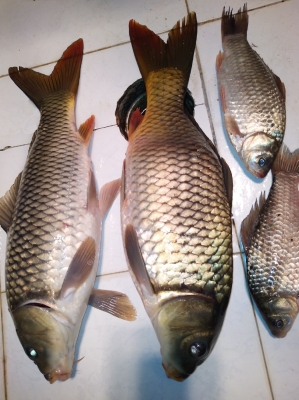 赤峰附近賣魚具的地方電話號(hào)碼-第1張圖片