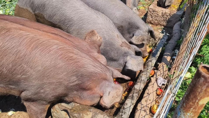 赤峰郝家鮮豬肉店電話號(hào)碼-第1張圖片
