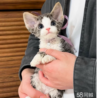 赤峰地區(qū)寵物貓出售電話(huà)號(hào)碼-第1張圖片