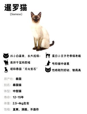 赤峰暹羅貓領(lǐng)養(yǎng)中心電話號(hào)碼-第1張圖片