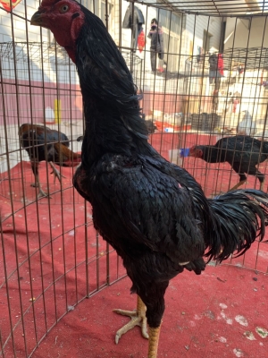 赤峰天元地下養(yǎng)殖場(chǎng)電話號(hào)碼-第1張圖片