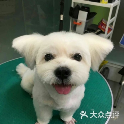 赤峰巴迪寵物店電話號碼-第1張圖片