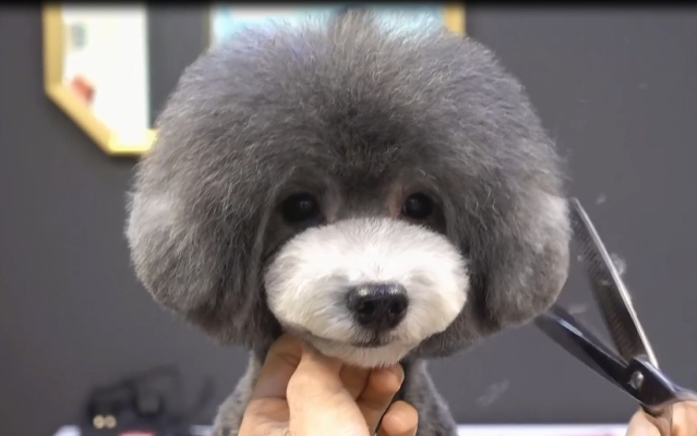 赤峰剪毛狗狗團(tuán)購(gòu)電話地址查詢-第1張圖片