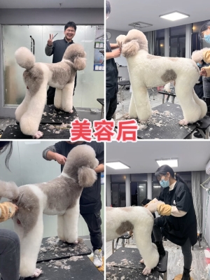 赤峰狗剃毛造型店電話號碼-第1張圖片