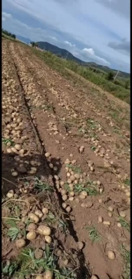赤峰麥肯種植基地電話號(hào)碼-第1張圖片