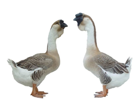 赤峰鵝苗出售最新信息電話號碼-第1張圖片