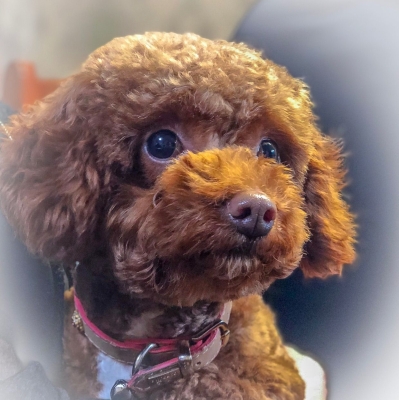 赤峰玖月寵物醫(yī)院電話號(hào)碼-第1張圖片