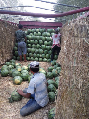 赤峰采摘西瓜基地電話(huà)號(hào)碼-第1張圖片