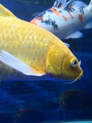 赤峰龍鳳錦鯉養(yǎng)殖場電話號(hào)碼-第1張圖片