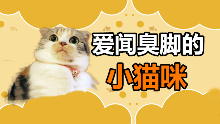 赤峰貓咪免費送人電話查詢號碼-第1張圖片