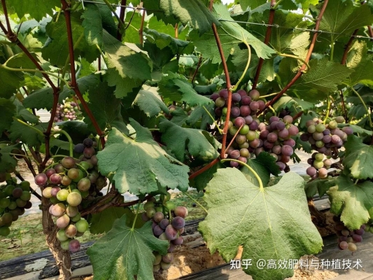 赤峰賣葡萄肥料的地方電話號碼-第1張圖片